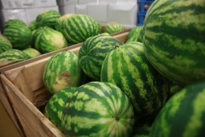 Muretain agglo - un engagement pour l&#039;alimentation locale : de la pastèque locale bio dans les assiettes de nos enfants !