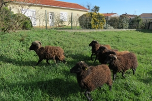 C&#039;EST LE PRINTEMPS - RETOUR DES MOUTONS DE L&#039;ECO-PATURAGE