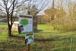 Eco-paturage à Labarthe-sur-Lèze